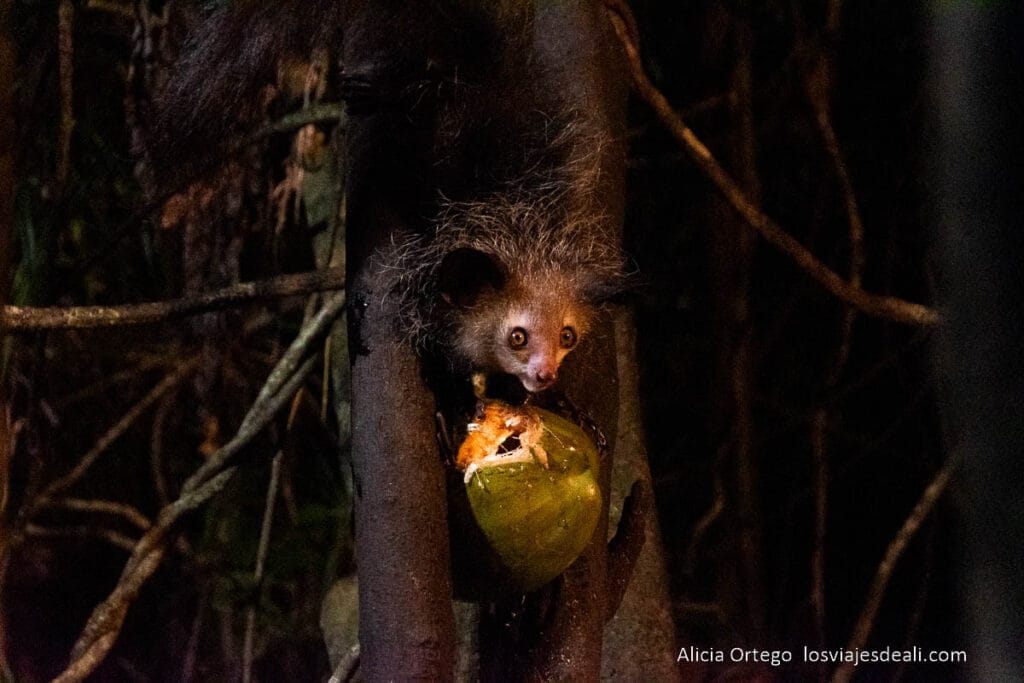 lémur aye aye comiendo un coco