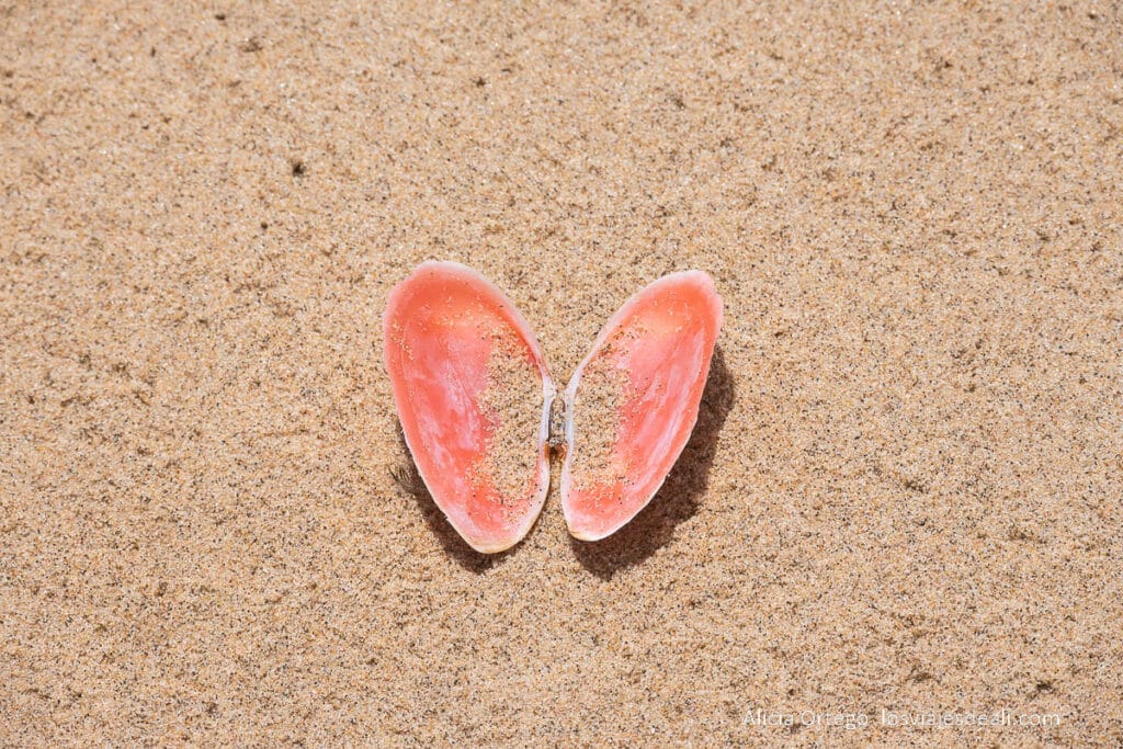 conchas con capa de nácar rosa en el interior