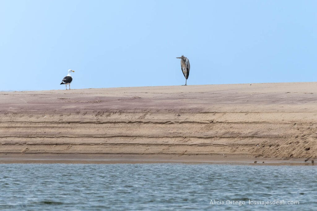garza y gaviota en la orilla del banco de arena