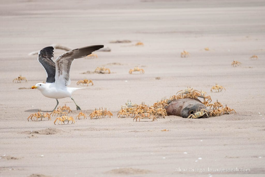gaviota y cangrejos alimentándose de un cadáver de lobo marino
