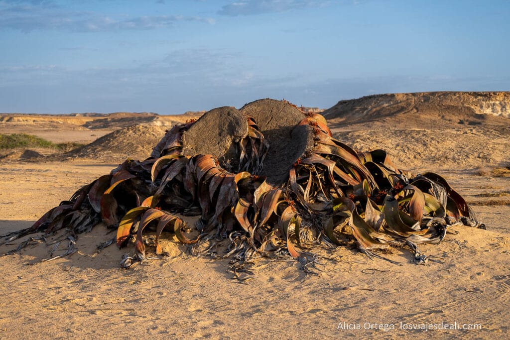 gran ejemplar de weltswichia mirabilis