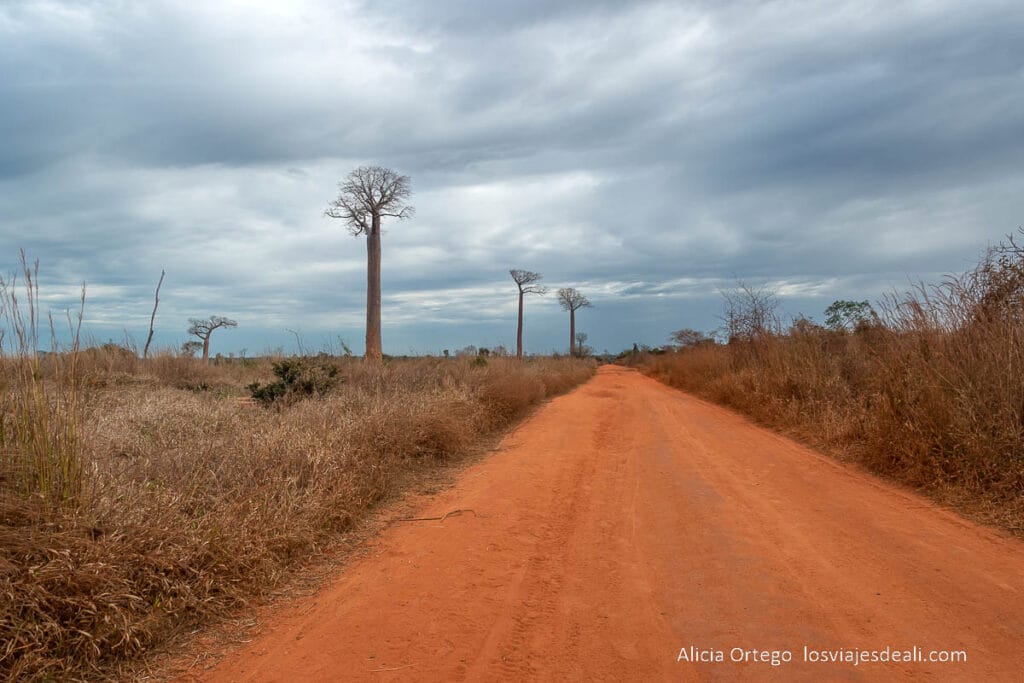 Ruta por la Costa Oeste de Madagascar para 9 días 51 pista de tierra roja y baobabs