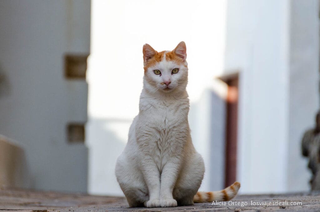 Guía para ver Naxos en 2, 3 o 4 días: la joya verde de las Cícladas 53 un gato en una calle de casas blancas en naxos