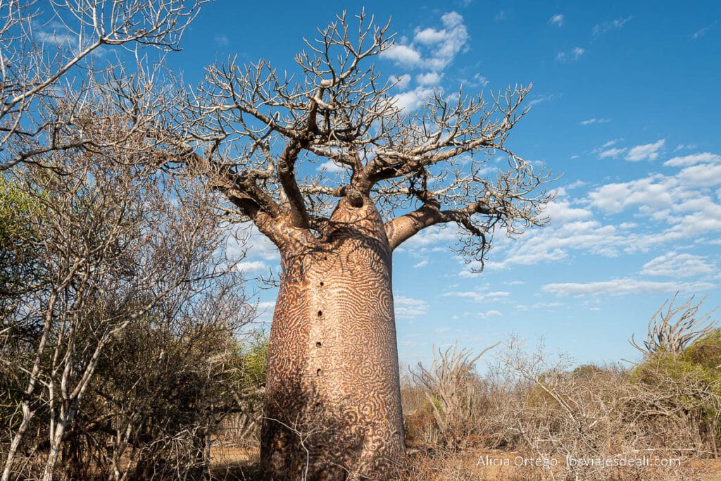 Ruta por la Costa Oeste de Madagascar para 9 días 60 baobab psicodélico o tatuado