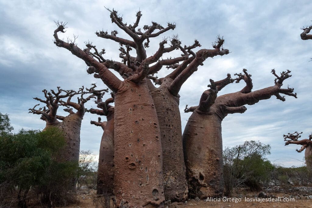 Ruta por la Costa Oeste de Madagascar para 9 días 66 bosque de baobabs de andavadoaka