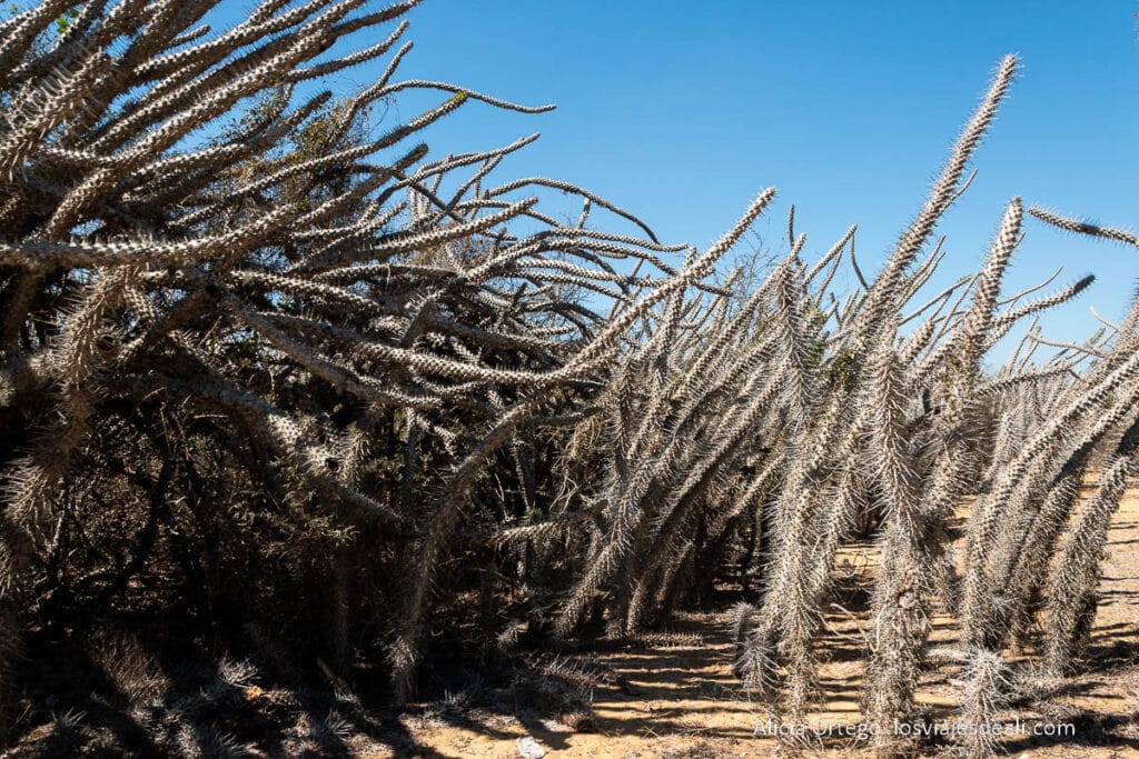 Ruta por la Costa Oeste de Madagascar para 9 días 56 bosque espinoso con árboles pulpo en la costa oeste de madagascar