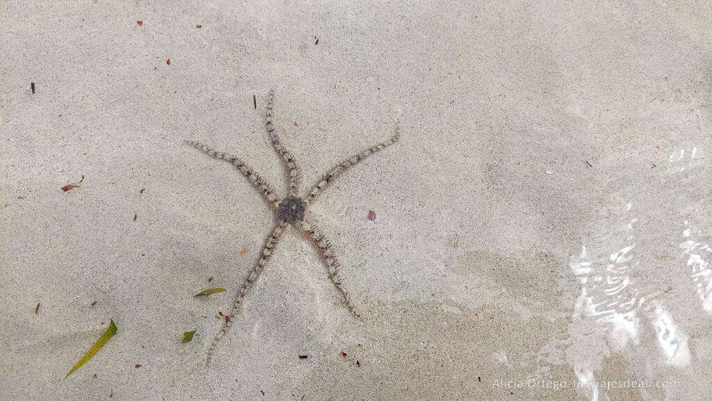 Ruta por la Costa Oeste de Madagascar para 9 días 62 ofiura bajo el agua