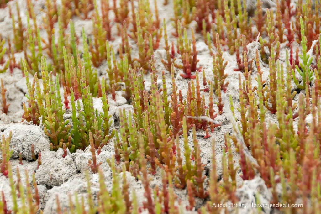 Ruta por la Costa Oeste de Madagascar para 9 días 67 planta salicornia de color rojo y verde