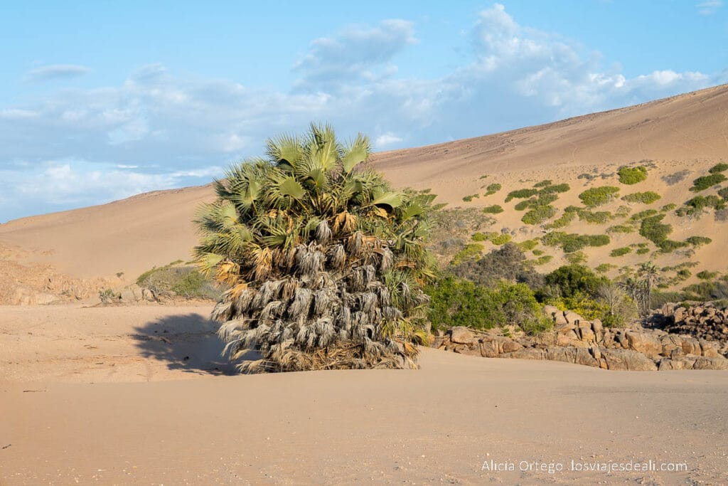 palmera grande junto al río cunene