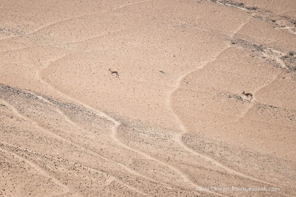 dos gacelas subiendo una ladera en el desierto