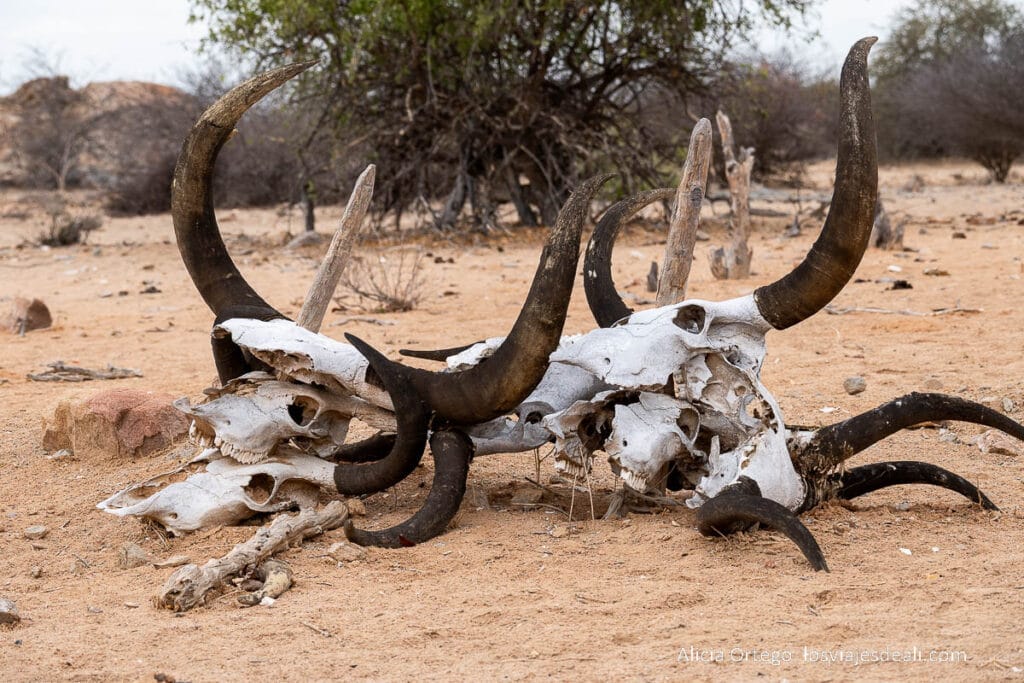cementerio mucubal con cráneos de vacas y cuernos