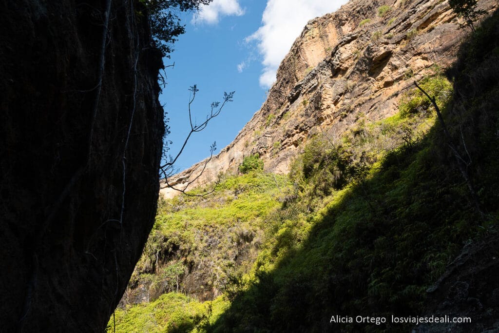 montañas con bosque vistas desde el fondo del cañón