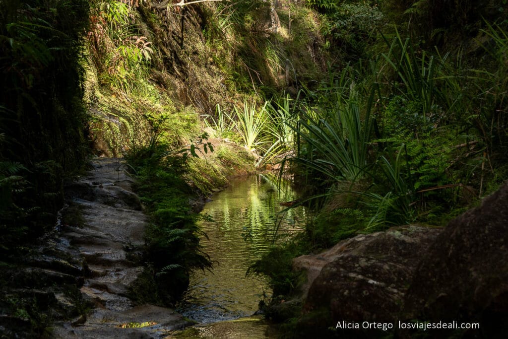 río con plantas al fondo iluminadas por el sol