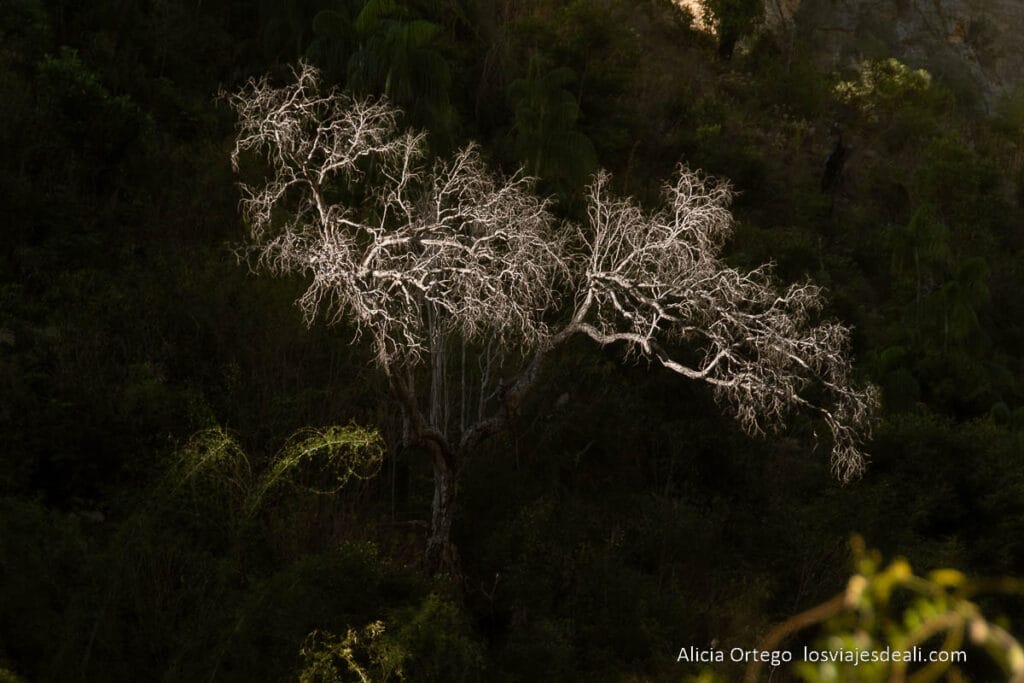 árbol con ramas secas emergiendo de la oscuridad del cañón