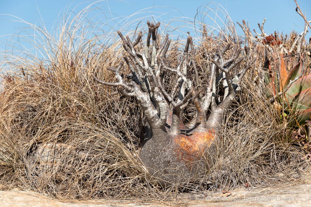 Pachypodium rosulatum o planta pie de elefante