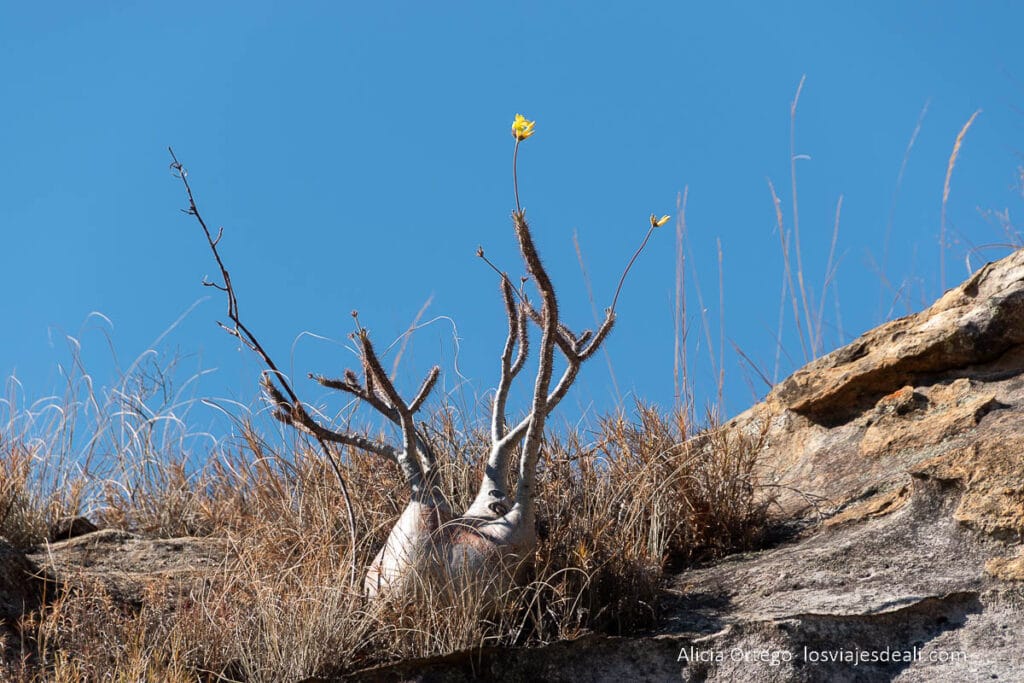 Pachypodium rosulatum o planta pie de elefante con una flor amarilla