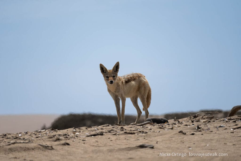 chacal en el desierto mirando a la cámara