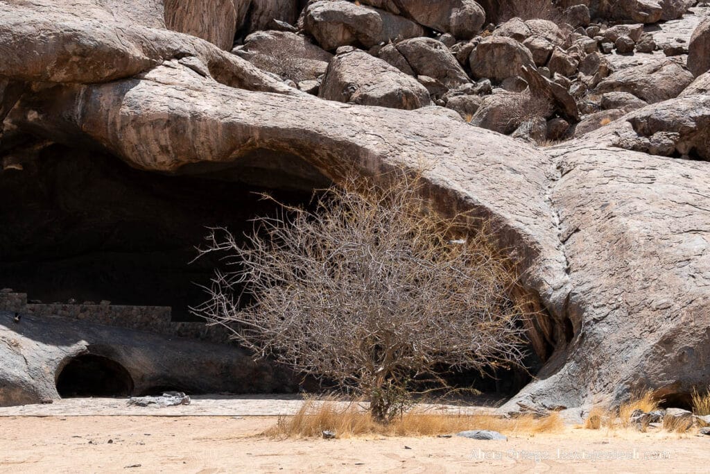 formación rocosa y árbol seco 