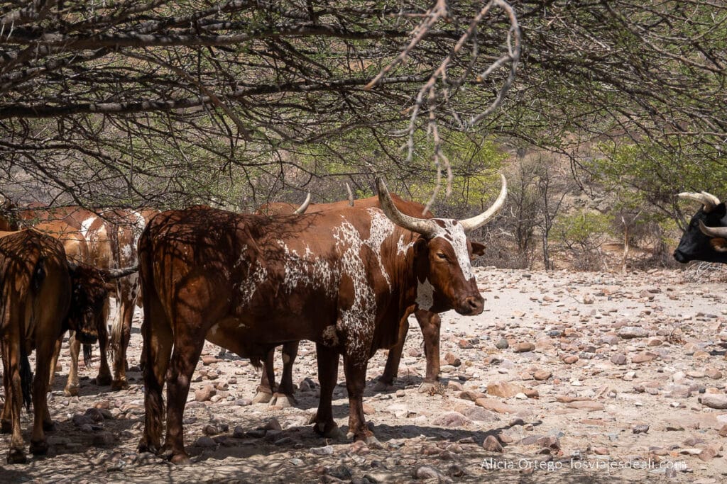 ganado de tribus del sur de angola