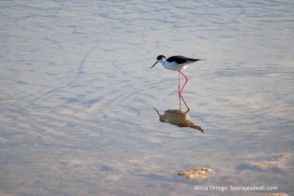 ave acuática en el agua