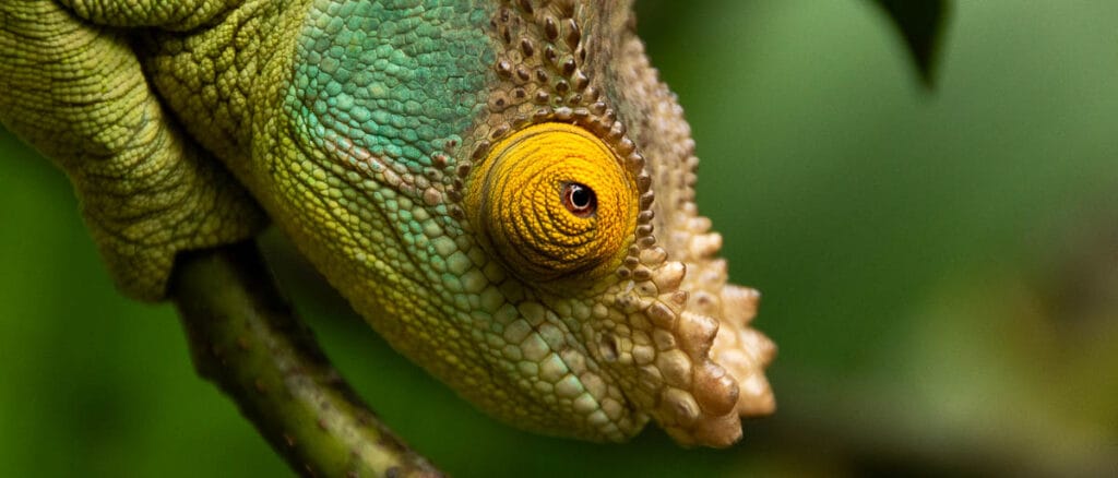 camaleón de peyrieras cerca de andasibe