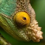 camaleón de peyrieras cerca de andasibe