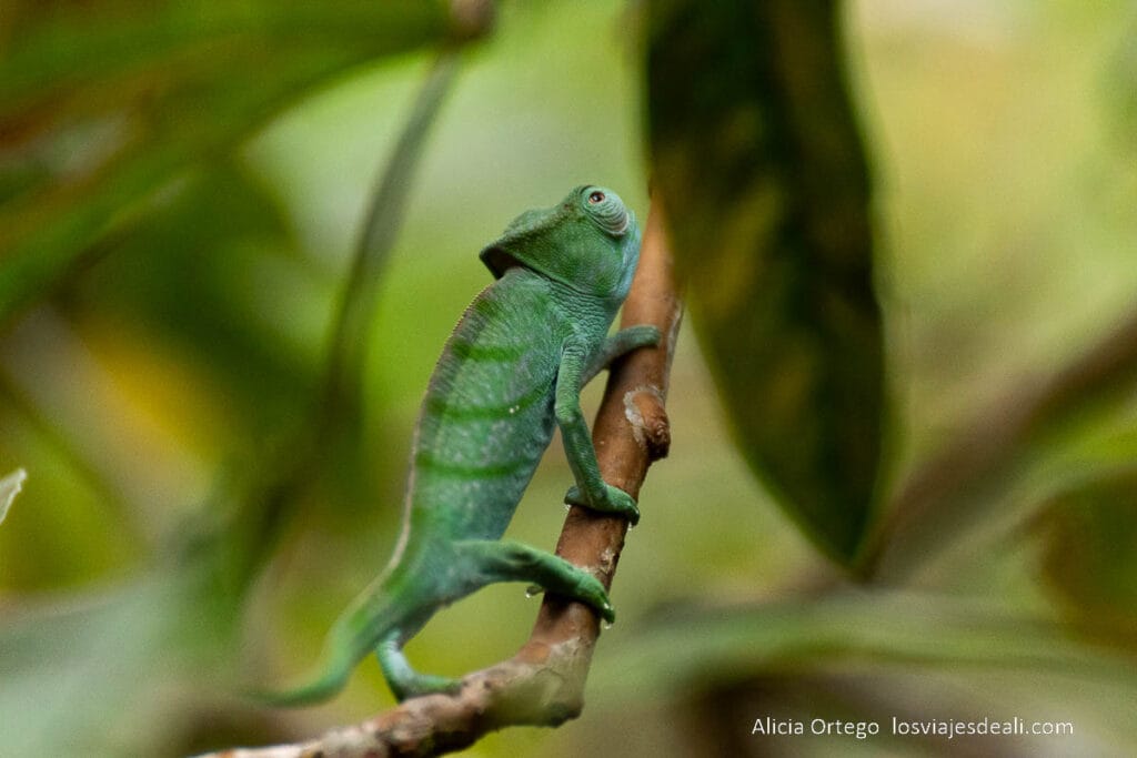 camaleón verde cerca de andasibe