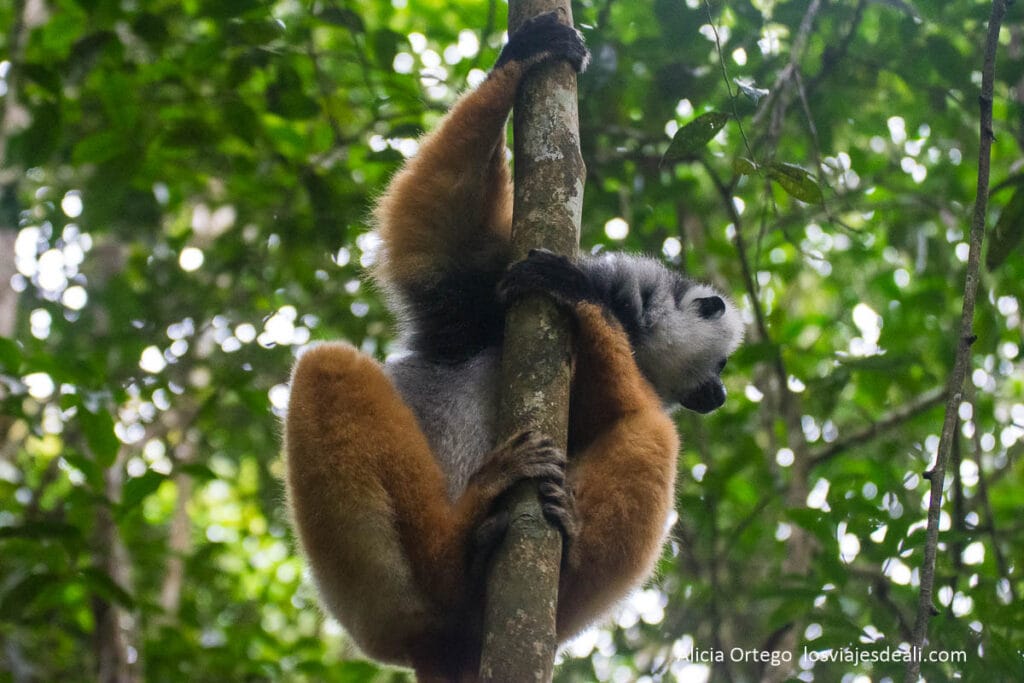 lemur sifaka diadema