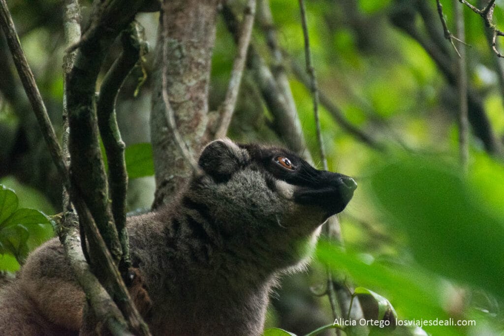 Dejar atrás la intensidad de Antananarivo para adentrarse en la selva húmeda del Este de Madagascar es uno de esos rumbos más que recomendables si viajas a la gran isla africana. La carretera N2 te guía hacia Andasibe, y el trayecto ya empieza a hablar por sí solo: arrozales y Ravenalas o la "palmera del viajero", ese emblema nacional que guarda agua en sus tallos para calmar la sed de quien sabe buscarla. Aquí, hasta los árboles son hospitalarios. andasibe