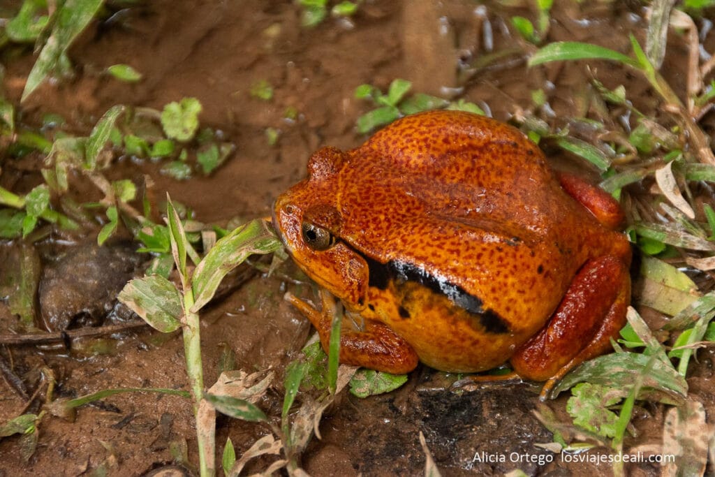 rana tomate de madagascar