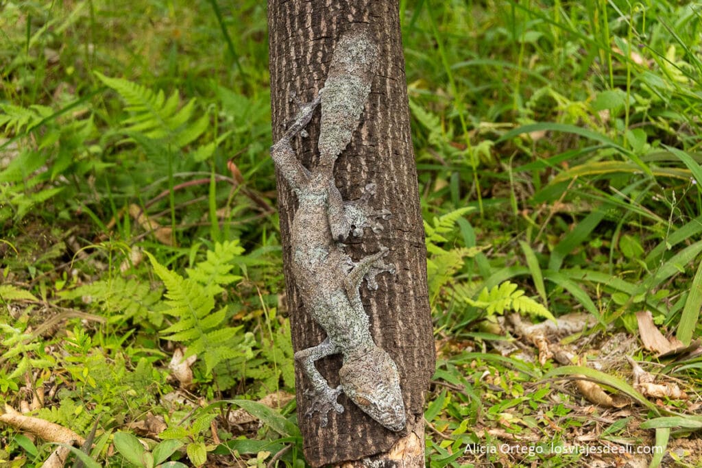gecko de cola plana en peyrieras
