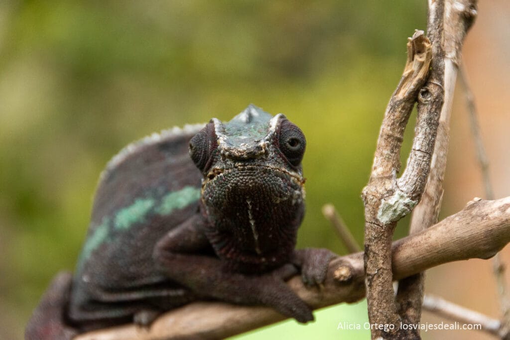 camaleón de frente