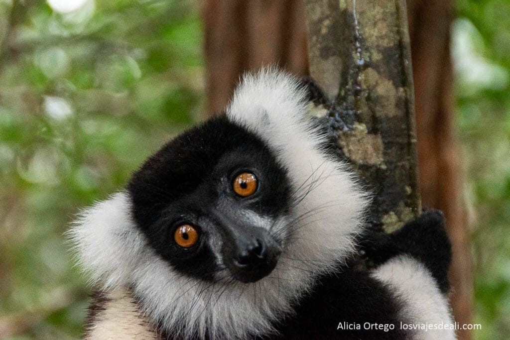 lémur en reserva vakona