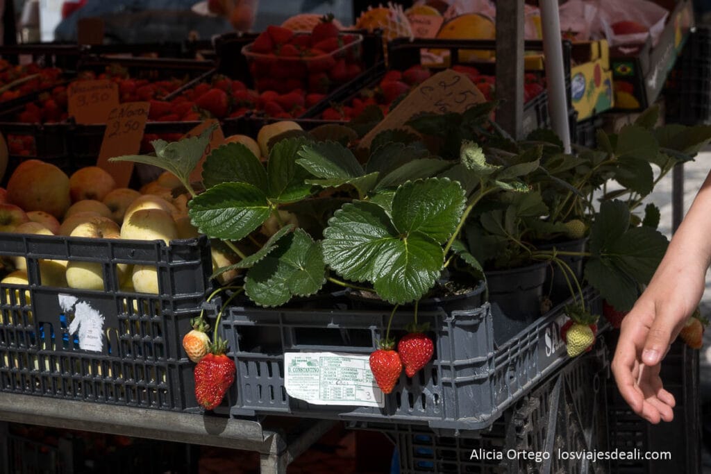 fresas en el mercado