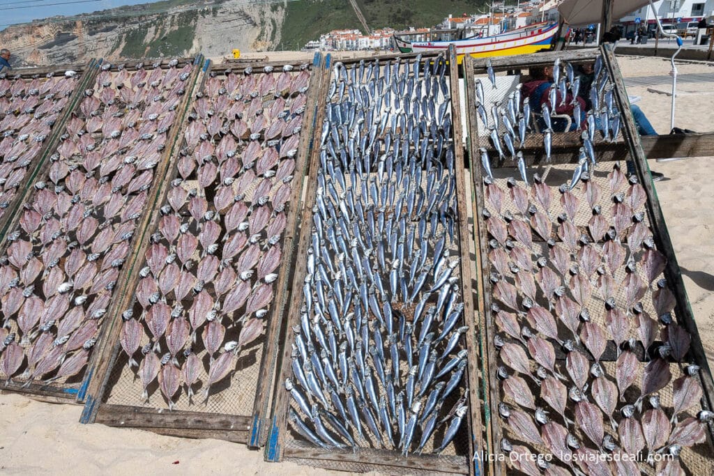 Nazaré (Portugal) en 2 días, entre la ola más famosa y el pueblo que mantiene su esencia 70 secaderos de pescado con distintas especies