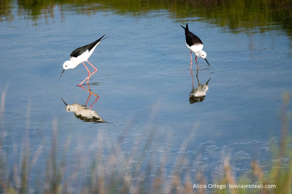 Ruta de Oporto a Lisboa en bus: Aveiro, Coímbra, Nazaré y Óbidos 36 aves acuáticas en las salinas de aveiro