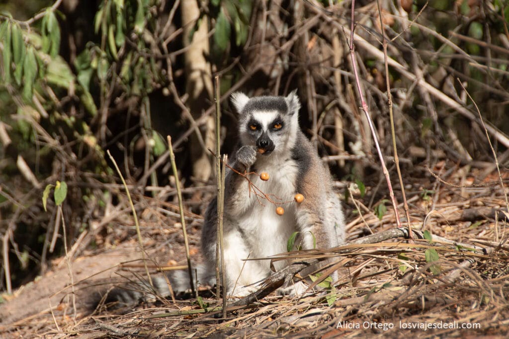 lémur catta comiendo frutos en el suelo