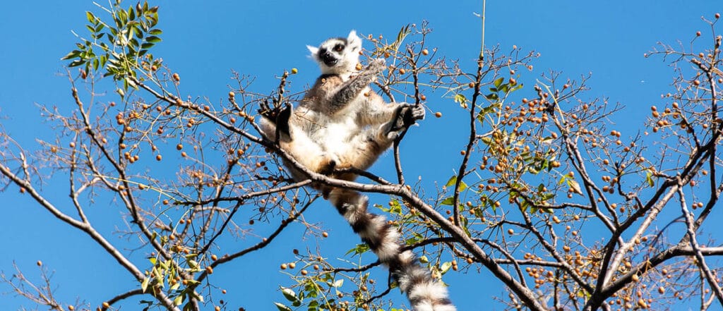 Reserva de Anja: lémures catta y batolitos de granito en el sur de Madagascar 1 reserva de anja un lémur catta subido a un árbol