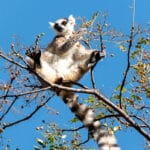 reserva de anja un lémur catta subido a un árbol