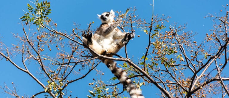 Reserva de Anja: lémures catta y batolitos de granito en el sur de Madagascar 1 reserva de anja un lémur catta subido a un árbol