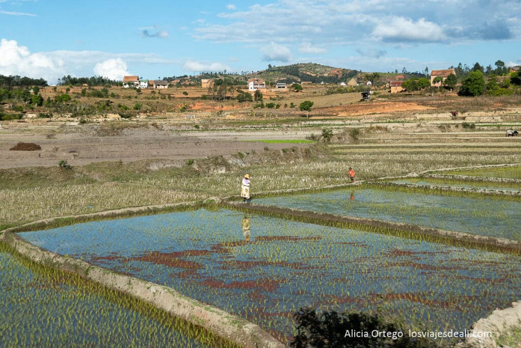 Fianarantsoa, la ciudad donde se aprende el bien 50 arrozales cerca de la ciudad