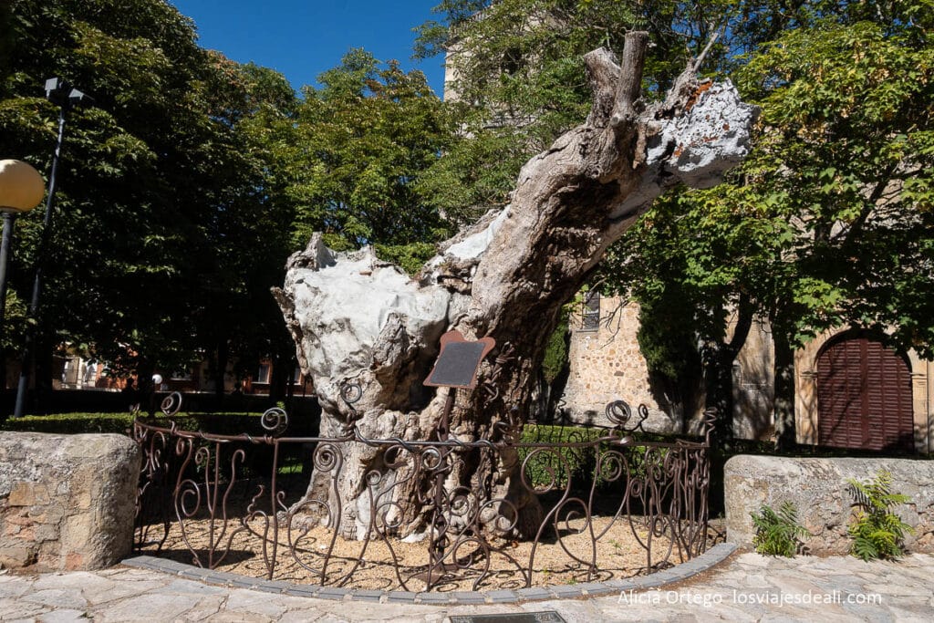 olmo seco de Soria