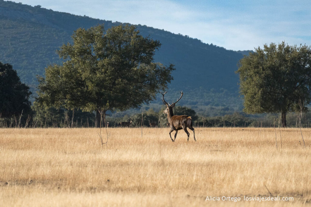 Berrea en Cabañeros: cuando los ciervos anuncian el otoño 61 ciervo corriendo en la raña