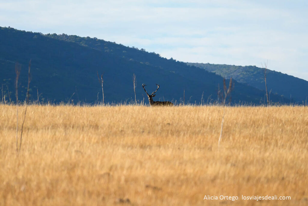 Berrea en Cabañeros: cuando los ciervos anuncian el otoño 52 ciervo macho asomando en un campo amarillo