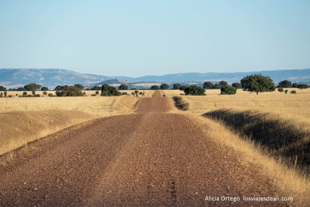 Berrea en Cabañeros: cuando los ciervos anuncian el otoño 58 pista que cruza la raña de santiago