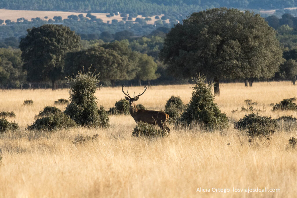 Berrea en Cabañeros: cuando los ciervos anuncian el otoño 60 ciervo macho en la raña durante la berrea en cabañeros