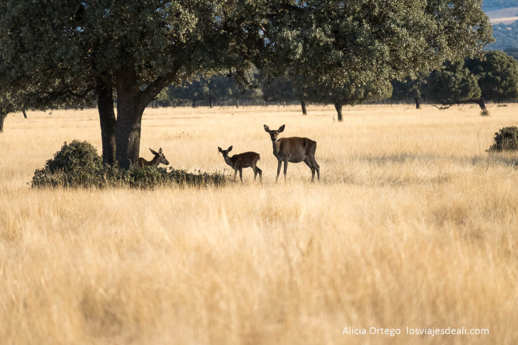 Berrea en Cabañeros: cuando los ciervos anuncian el otoño 53 hembra y sus dos crías bajo una encina
