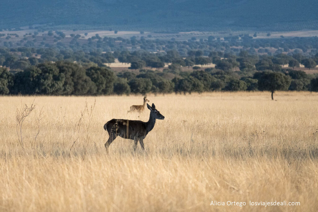 Berrea en Cabañeros: cuando los ciervos anuncian el otoño 56 ciervas en la raña de santiago