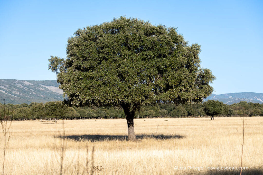Berrea en Cabañeros: cuando los ciervos anuncian el otoño 62 encina en la raña
