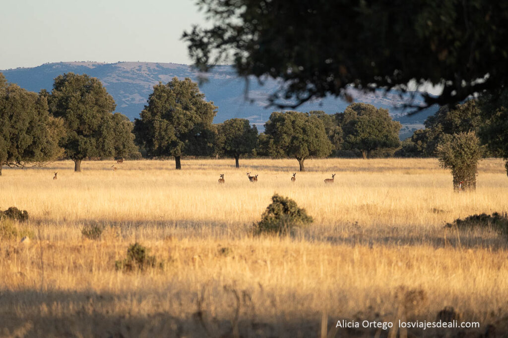 Berrea en Cabañeros: cuando los ciervos anuncian el otoño 55 ciervos en la raña durante la berrea en cabañeros